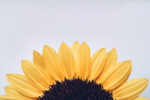 False_Sunflowers_or_Sunflowers